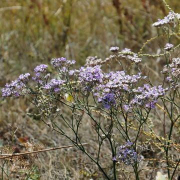 Limonium gmelinii subsp. hungaricum