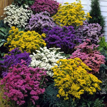 Limonium sinuatum Forever Mix