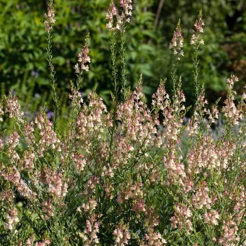 Linaria purpurea Peachy - Boca de lobo