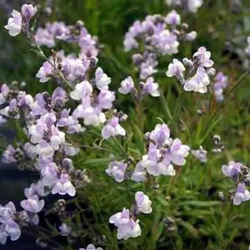 Linaria anticaria Antique Silver