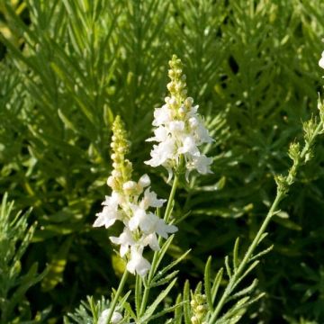 Linaria purpurea Alba - Boca de lobo