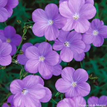 Linum narbonense Heavenly Blue - Lino