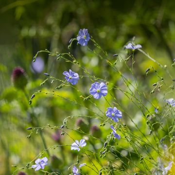 Linum perenne - Lino azul