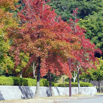 Liquidambar formosana