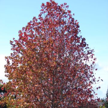 Liquidambar styraciflua - Liquidámbar americano