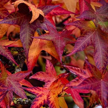 Liquidambar styraciflua Palo Alto