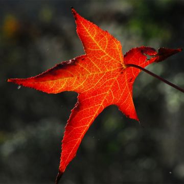 Liquidambar styracyflua Stella