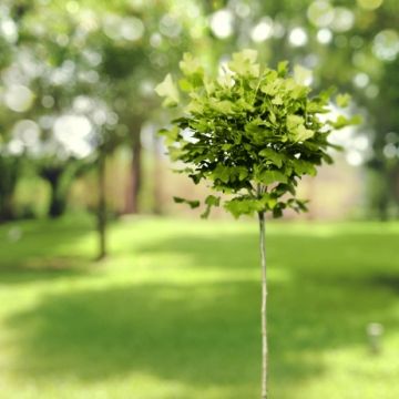 Arbol de las tulipas Edward Gursztyn - Liriodendron tulipifera