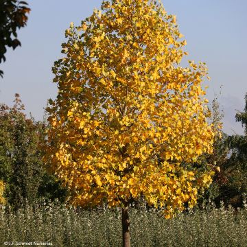 Arbol de las tulipas Emerald City - Liriodendron tulipifera