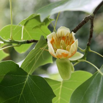 Arbol de las tulipas - Liriodendron tulipifera