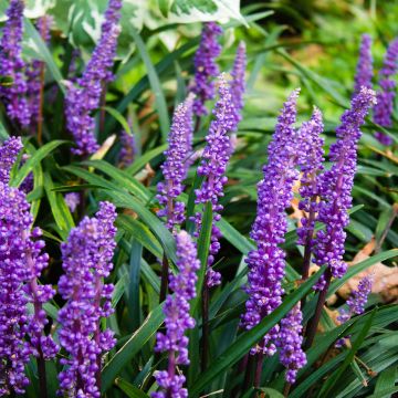 Liriope muscari - Serpentina