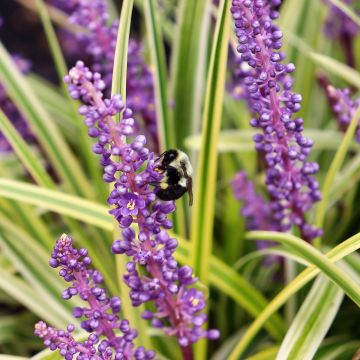 Liriope spicata Silver Dragon - Espigosa