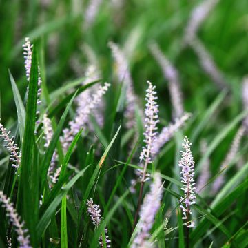 Liriope spicata - Espigosa