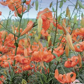 Lilium lancifolium Splendens - Lirio de tigre