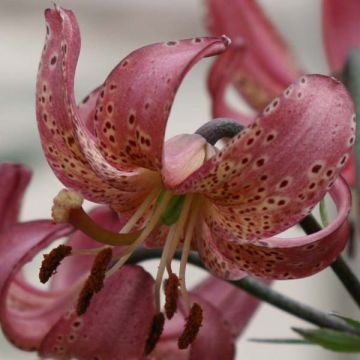 Martagón Manitoba Morning - Lilium martagon