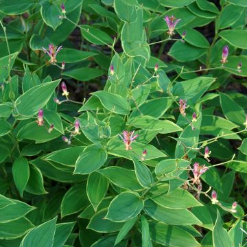 Tricyrtis hirta Albomarginata - Lirio sapo