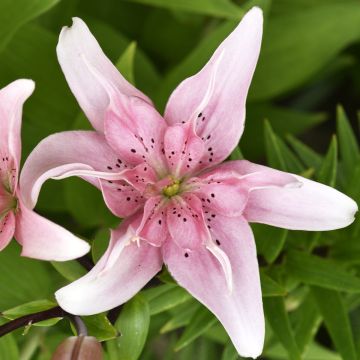 Lirio ElodieLirio