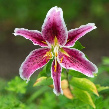 Lilium speciosum rubrum Uchida - Azucena