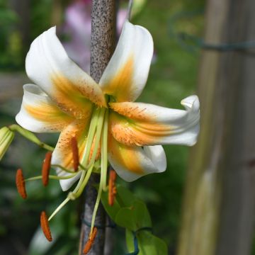 Lilium henryi Lady Alice - Azucena