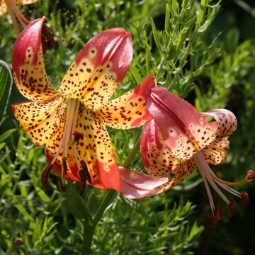 Lilium pardalinum - Azucena