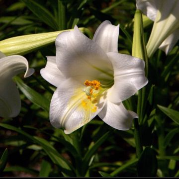 Lilium longiflorum Snow Queen - Lirio de Pascua​