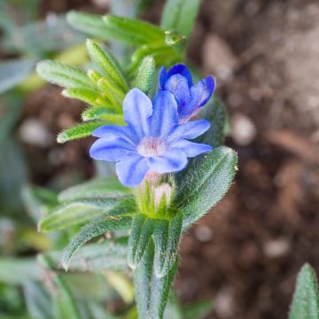 Carrasquilla azul - Lithodora diffusa Heavenly Blue