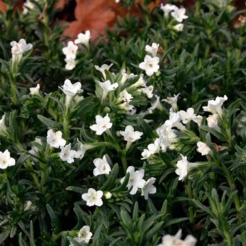 Carrasquilla azul - Lithodora diffusa Alba