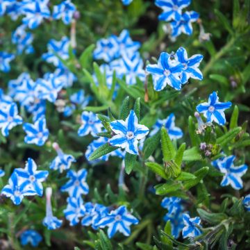 Carrasquilla azul - Lithodora diffusa Star