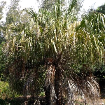 Livistona benthamii - Fuente de Bentham