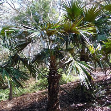 Livistona fulva - Palmera