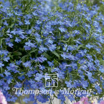 Lobelia erinus Cambridge Blue