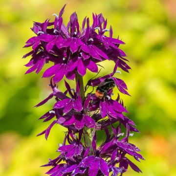 Lobelia gerardii Vedrariensis