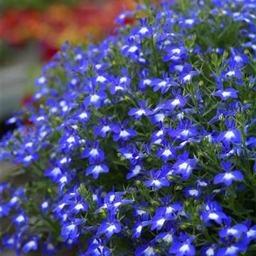 Lobelia erinus Hot Bavaria