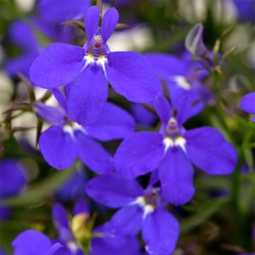 Lobelia erinus Deep Blue Star