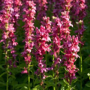 Lobelia speciosa Monet Moment