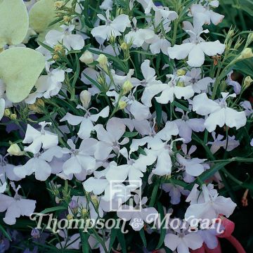 Lobelia erinus White cascade