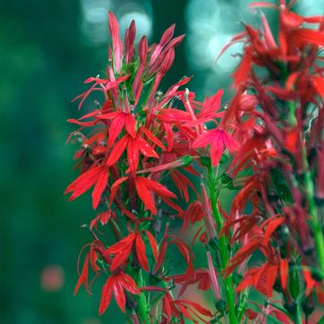 Lobelia cardinalis