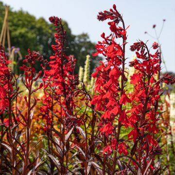 Lobelia speciosa Dark Crusader