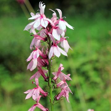 Lobelia speciosa Fan Orchid Rose