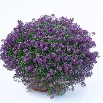 Aliso marítimo Princess in Purple - Lobularia maritima