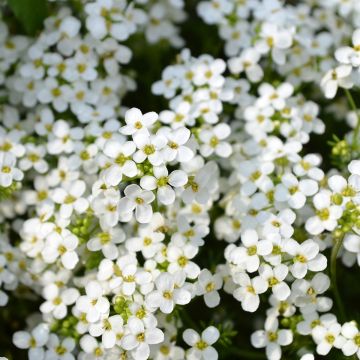 Aliso marítimo Sweet White - Lobularia maritima