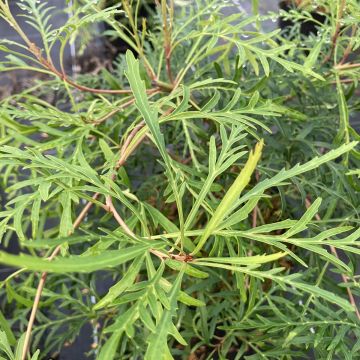 Lomatia silaifolia