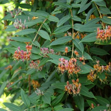 Lonicera henryi - Madreselva