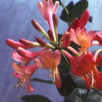 Lonicera Celestial - Madreselva