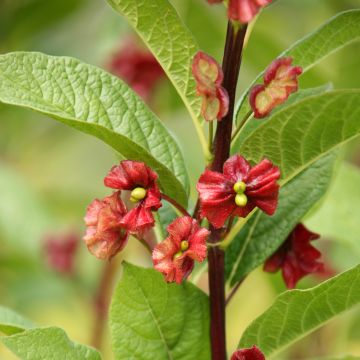 Lonicera involucrata var. ledebourii - Madreselva