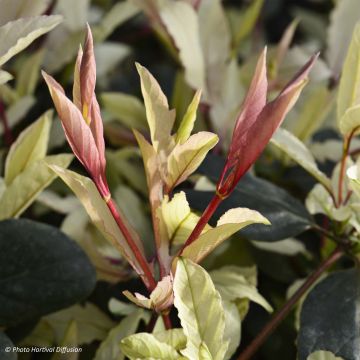 Madreselva de jardín - Lonicera japonica Pink Aperitif