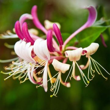 Madreselva de jardín - Lonicera japonica Sinensis