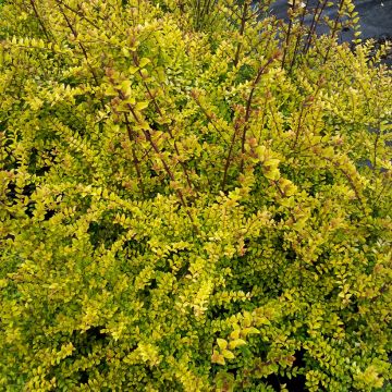 Madreselva de hoja - Lonicera nitida Dart's World