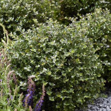 Madreselva de hoja - Lonicera nitida Garden Clouds Copper Glow