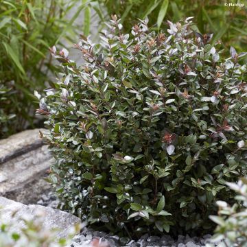 Madreselva de hoja - Lonicera nitida Purple Storm